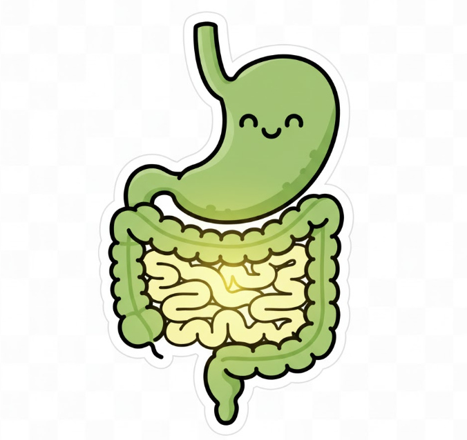 a happy digestive system with a white background for gut health.